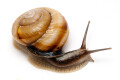 Caucasotachea calligera Megri, Armenia, adult, import, 32mm